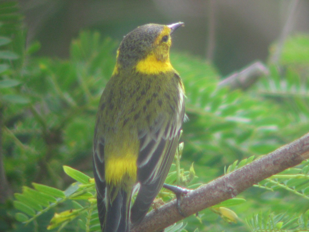 Cape May Warbler - ML146600811