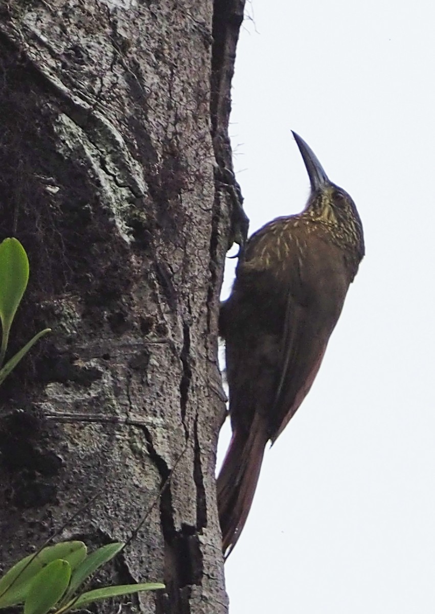 Strong-billed Woodcreeper - ML146602621