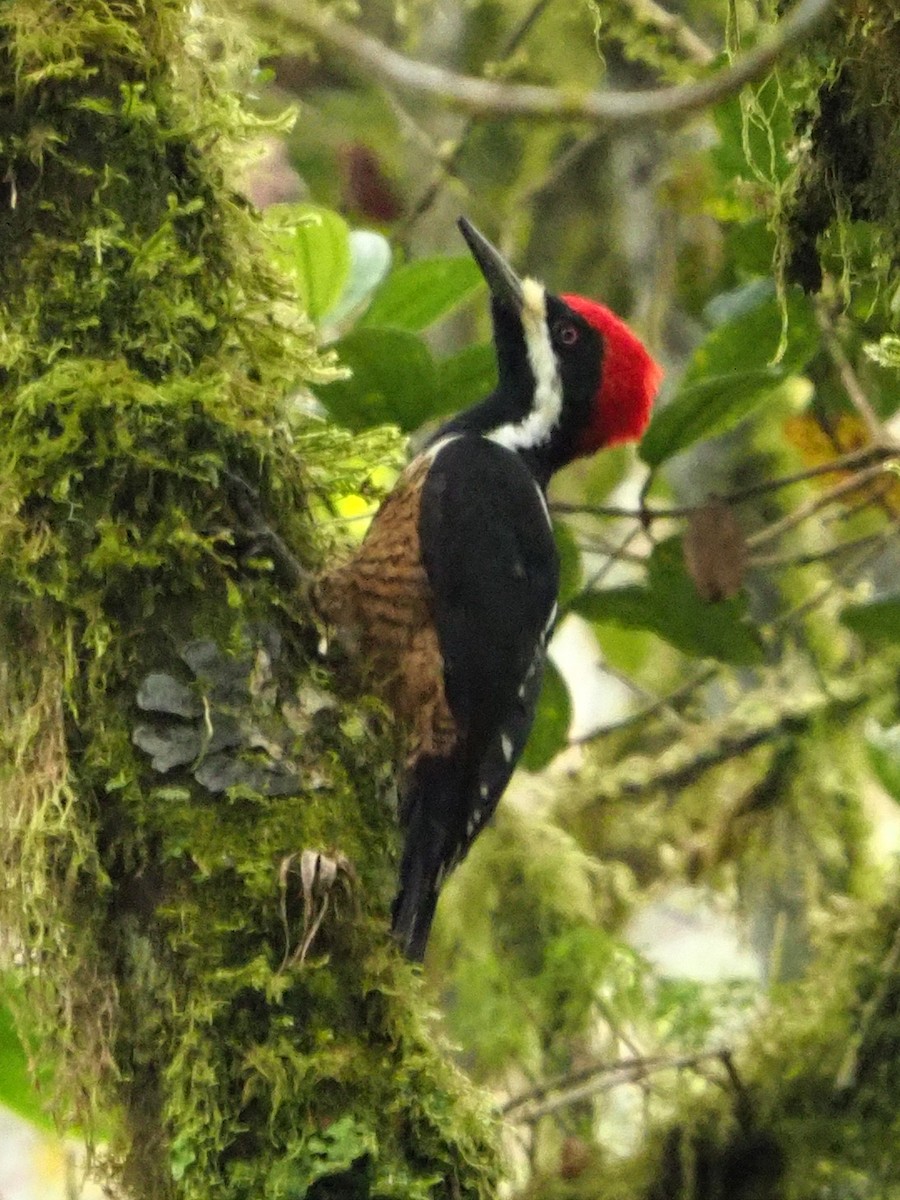 Powerful Woodpecker - Scott Ramos