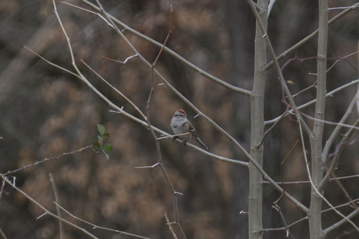 American Tree Sparrow - ML146603271