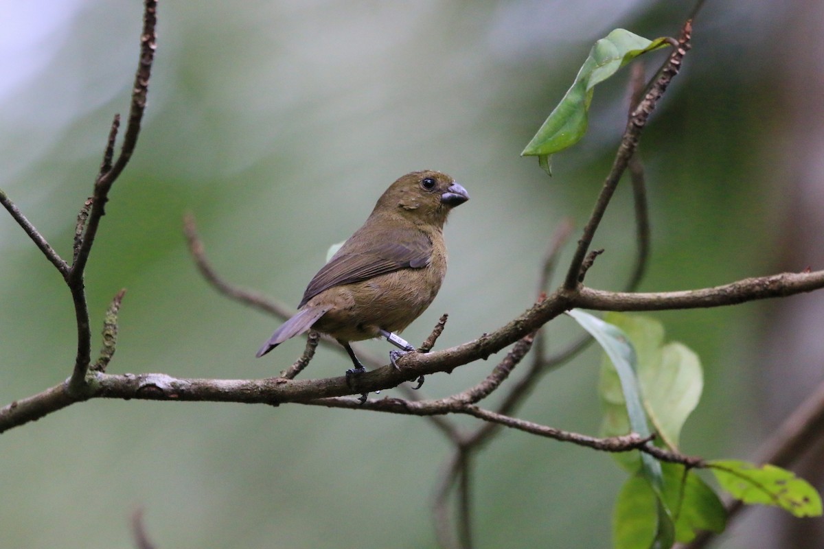 Variable Seedeater - ML146604081