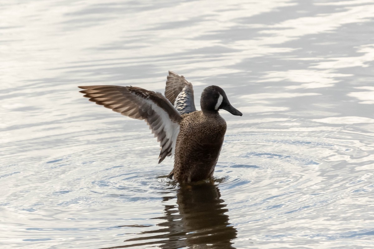 Blue-winged Teal - ML146605041