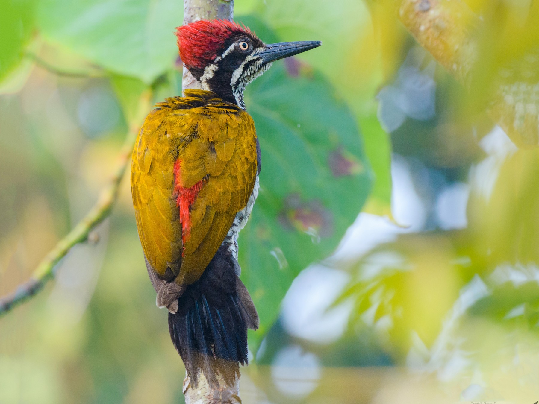 Greater Flameback - Mohith Shenoy