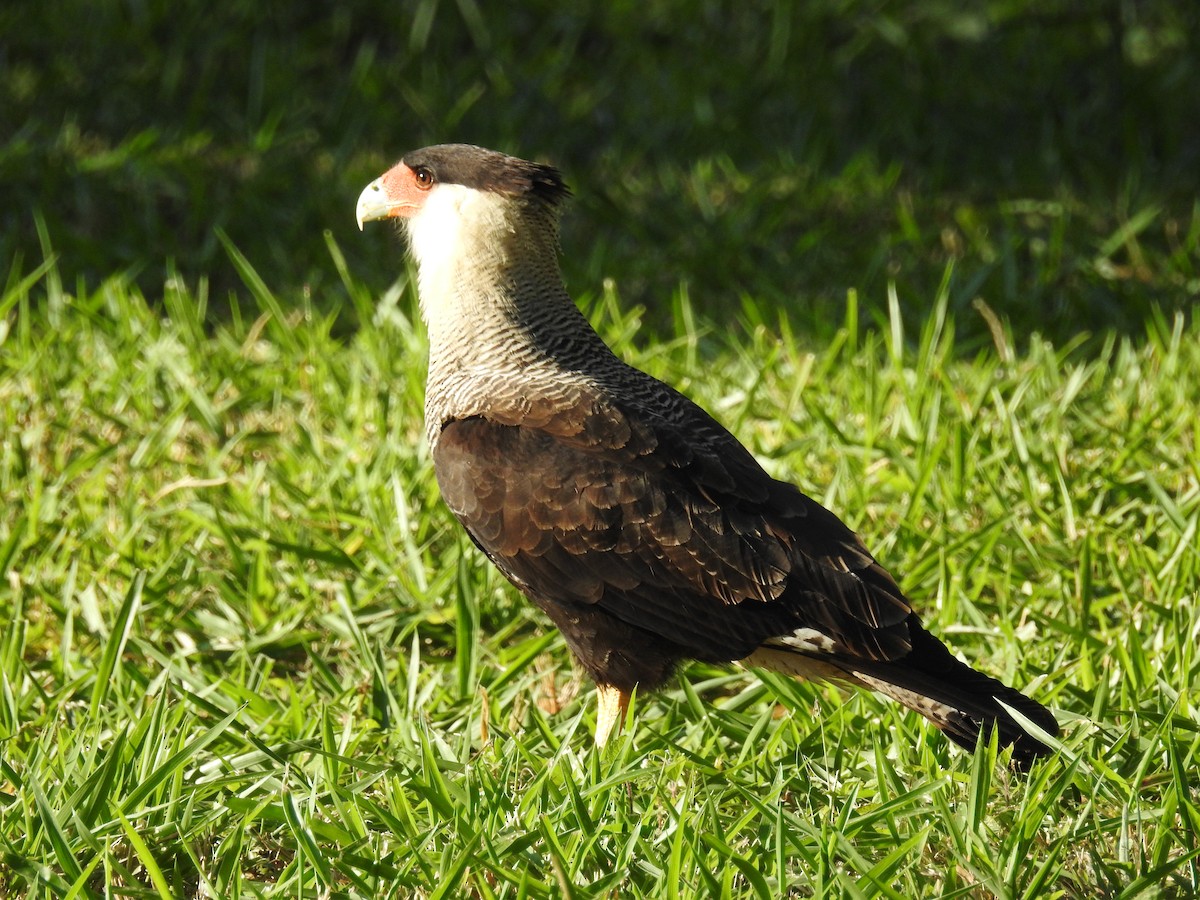 Crested Caracara (Southern) - Thays Hungria