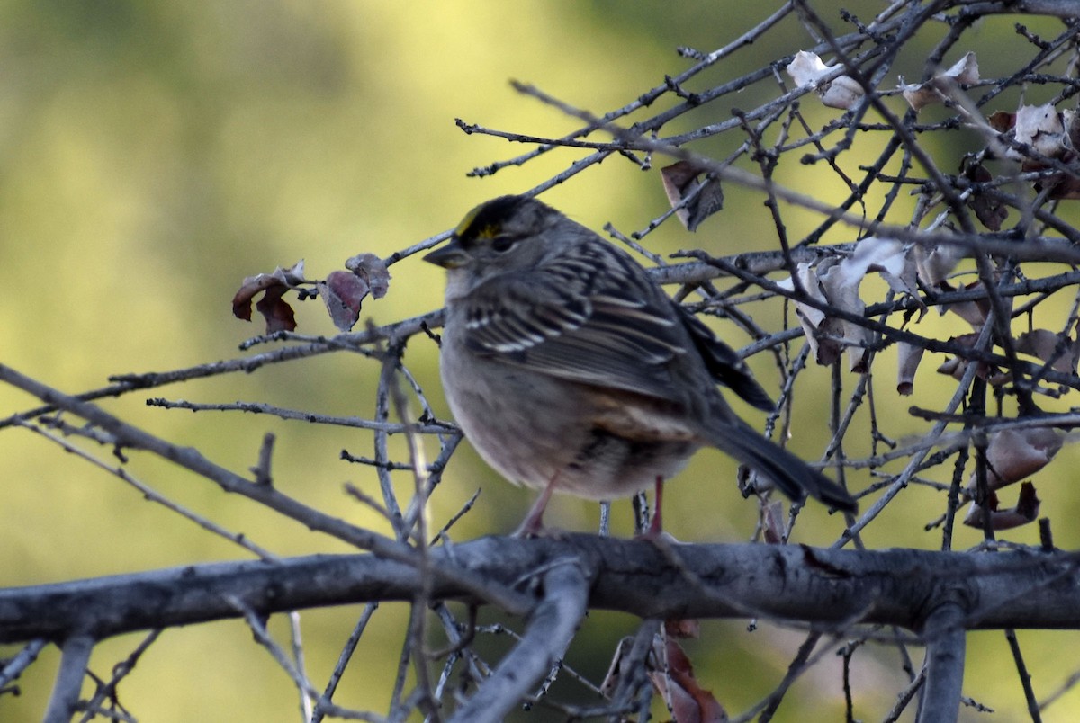 Golden-crowned Sparrow - Alexander deBarros