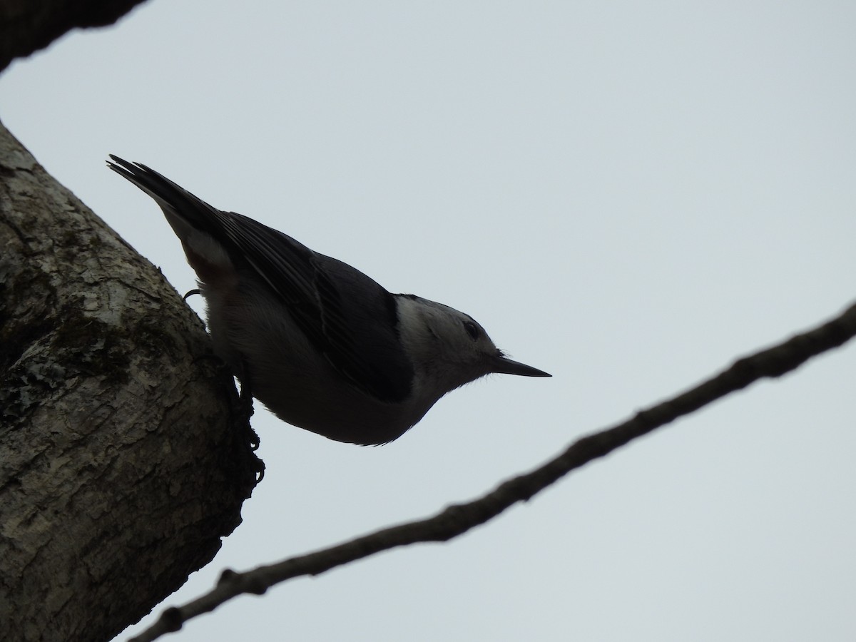White-breasted Nuthatch - ML146607081