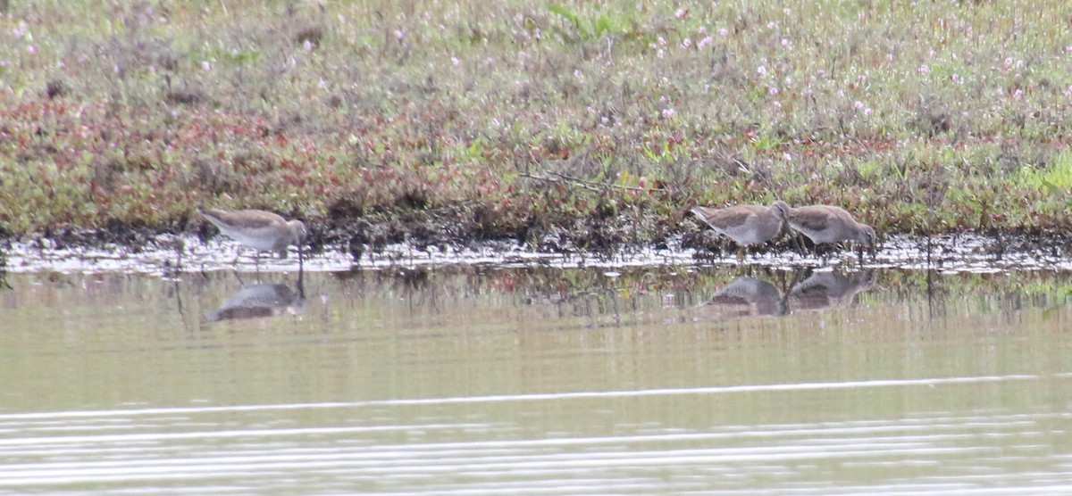 Long-billed Dowitcher - Millie and Peter Thomas