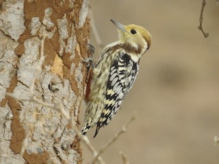 雌鳥 - Mohit Aggarwal - ML146610751