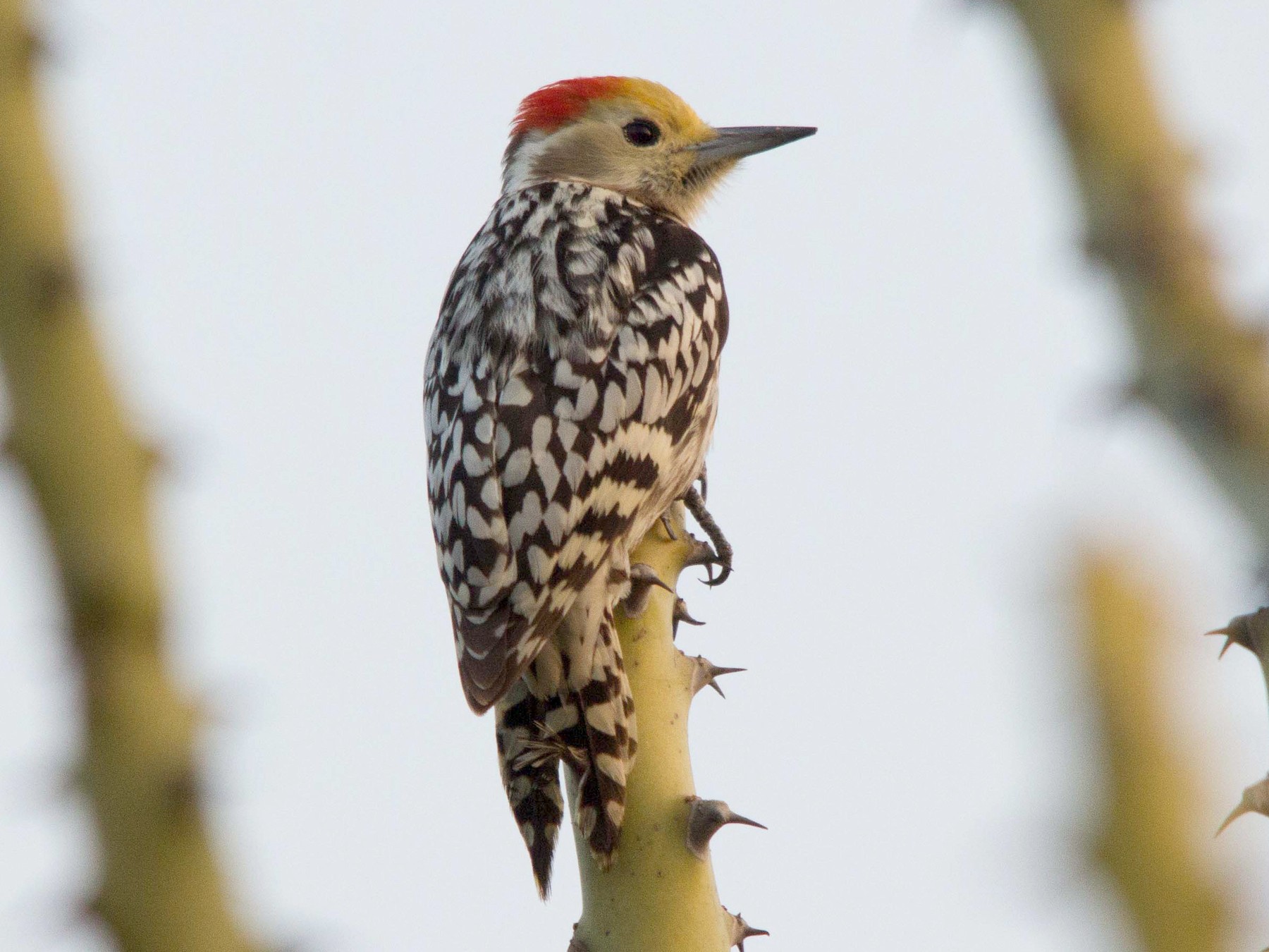 Yellowcrowned Woodpecker eBird