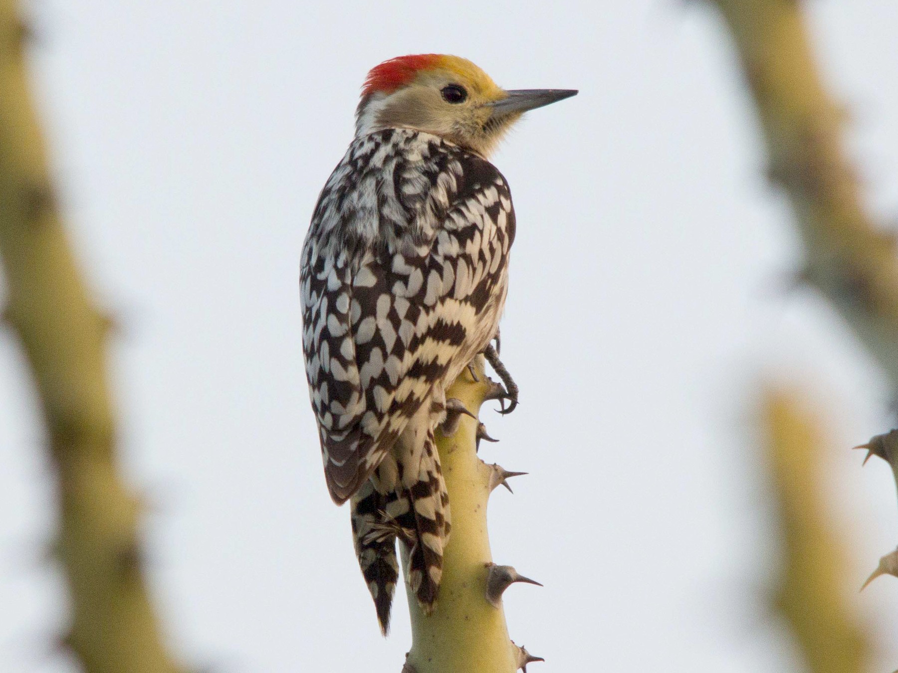 Yellow-crowned Woodpecker - Abhijeet  Avate
