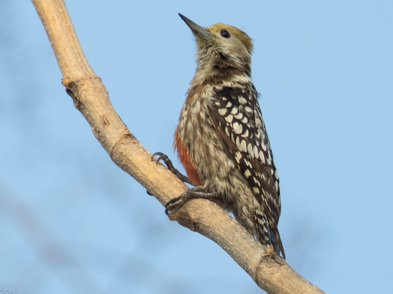 Yellow-crowned Woodpecker - Soham Mehta