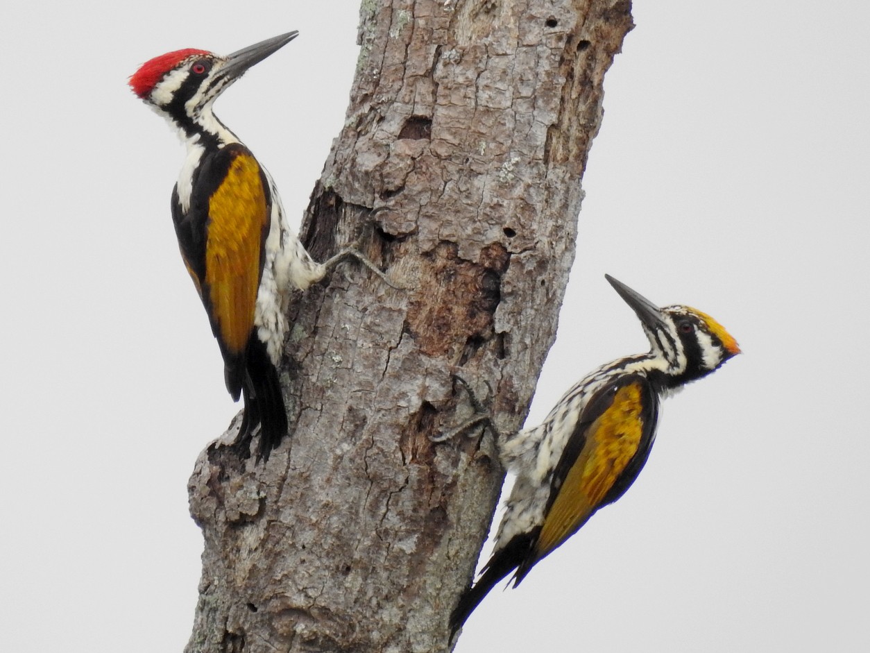 White-naped Woodpecker - Anonymous