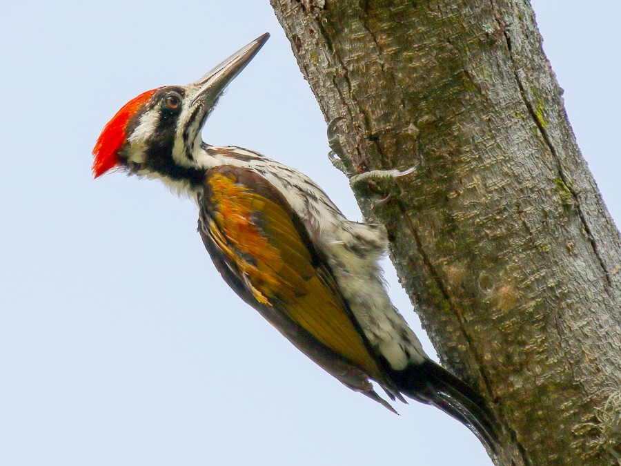 White-naped Woodpecker - eBird