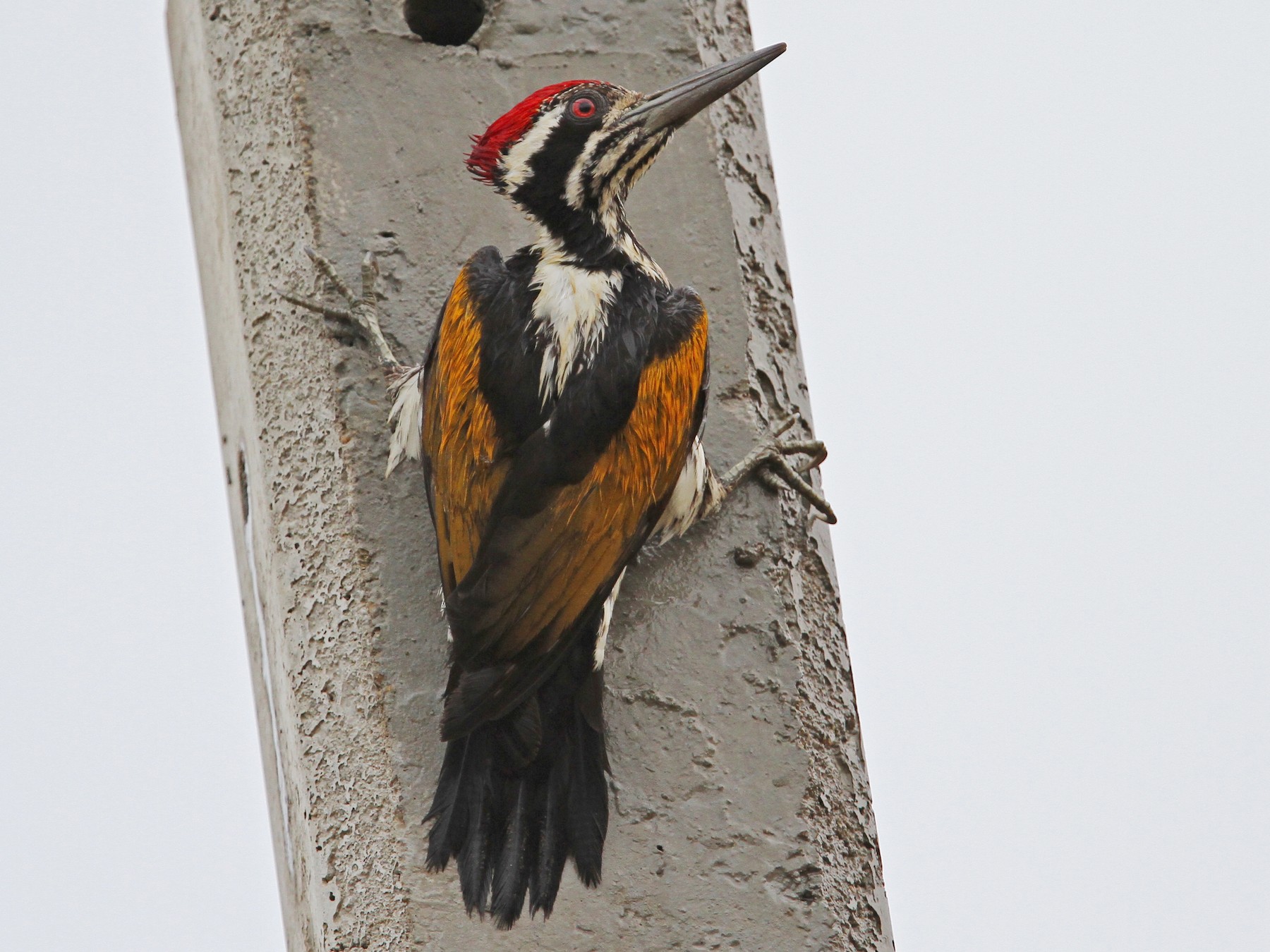 White-naped Woodpecker - Christoph Moning
