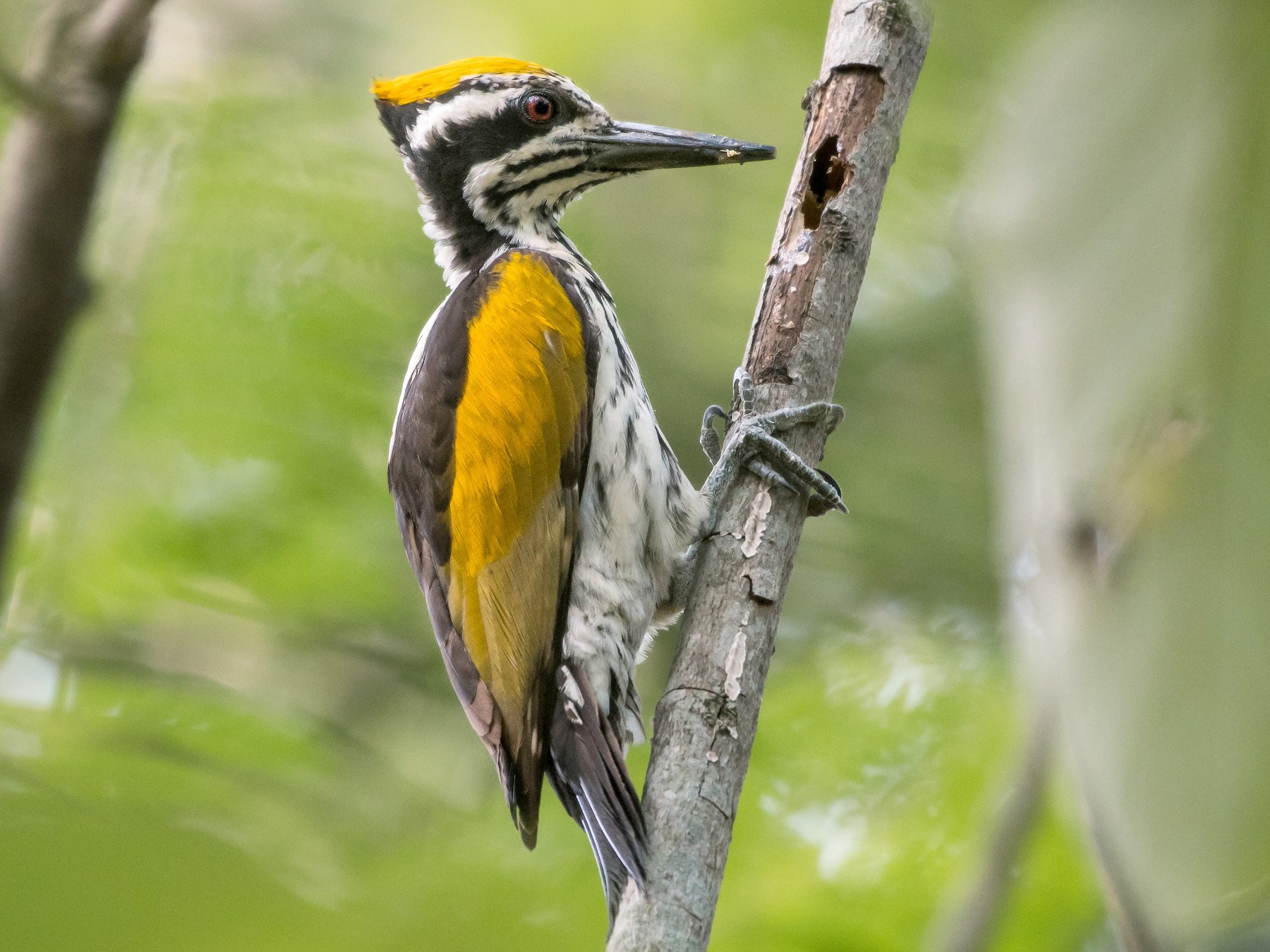 White-naped Woodpecker - Abhiram Sankar