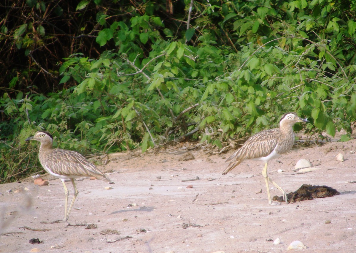 Double-striped Thick-knee - ML146612421