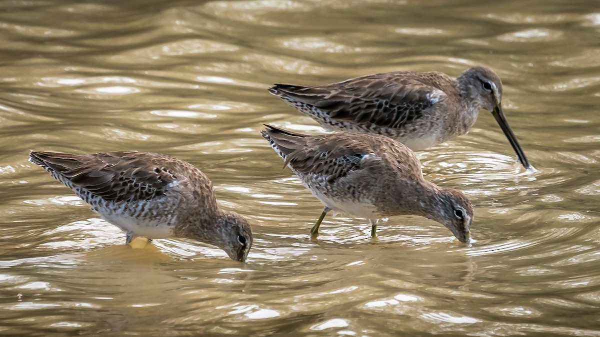 Long-billed Dowitcher - ML146612711