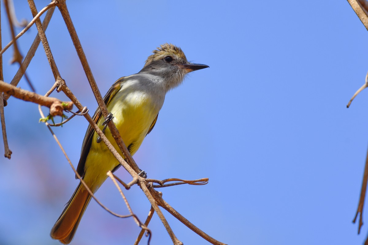 Brown-crested Flycatcher - Daniel Irons