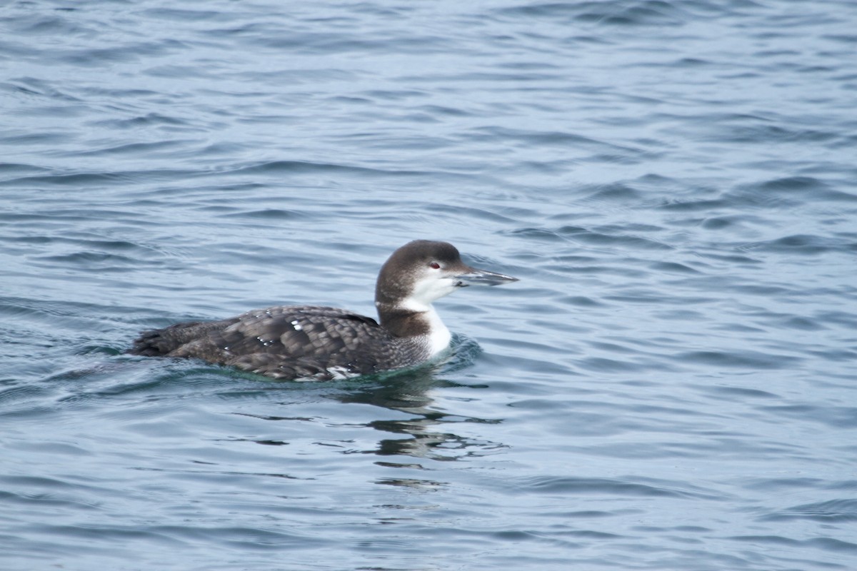 Common Loon - Will Sweet