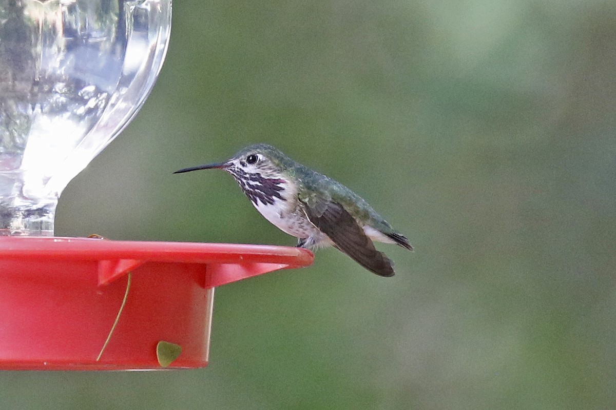 Calliope Hummingbird - ML146613551