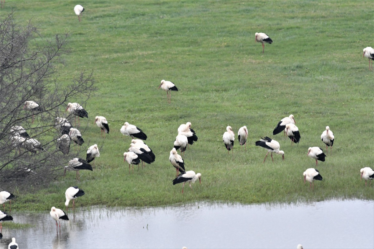 White Stork - Haldun Savaş