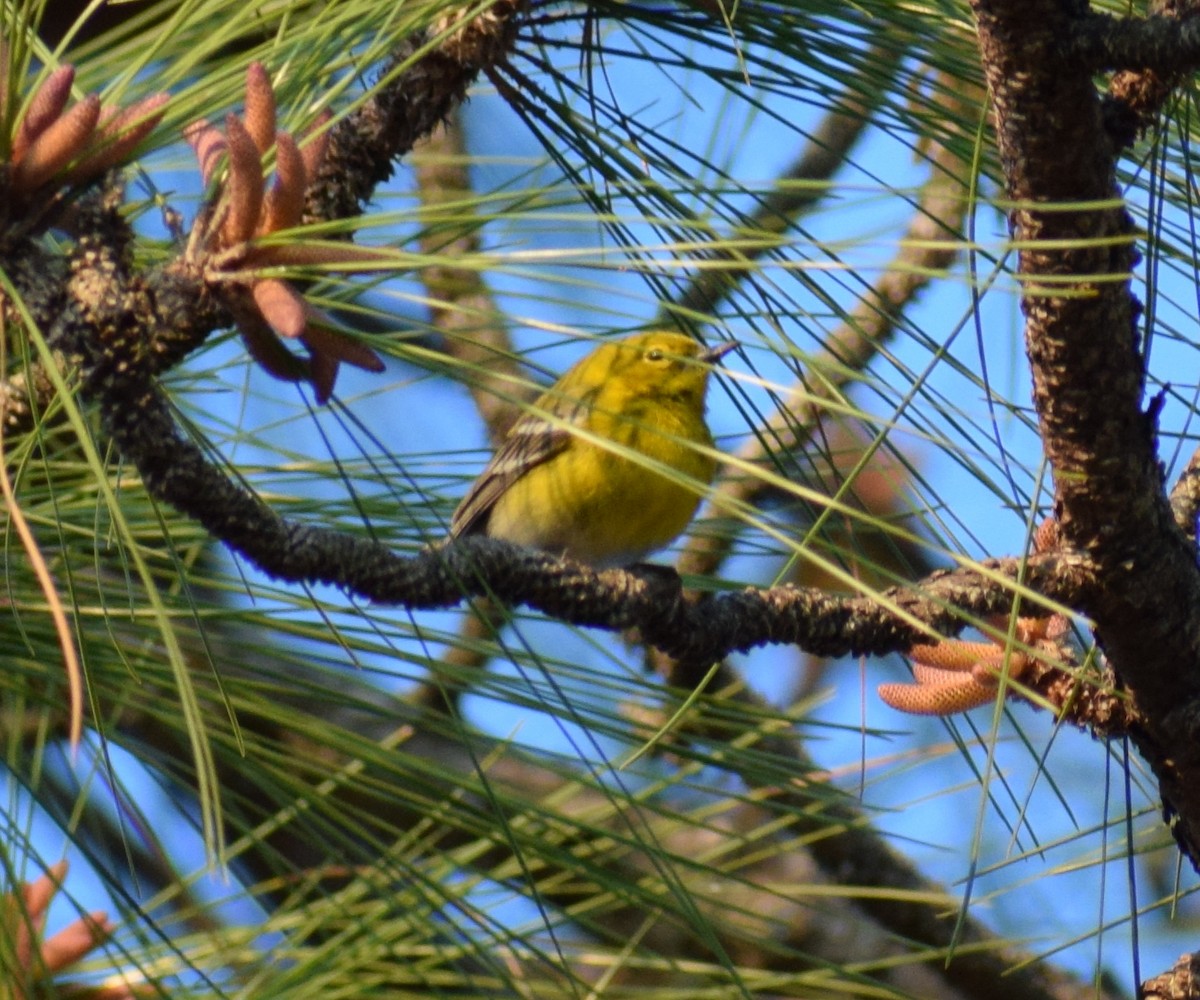 Pine Warbler - Andrew From