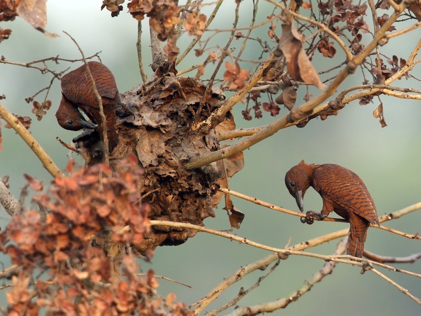 Rufous Woodpecker - Martjan Lammertink