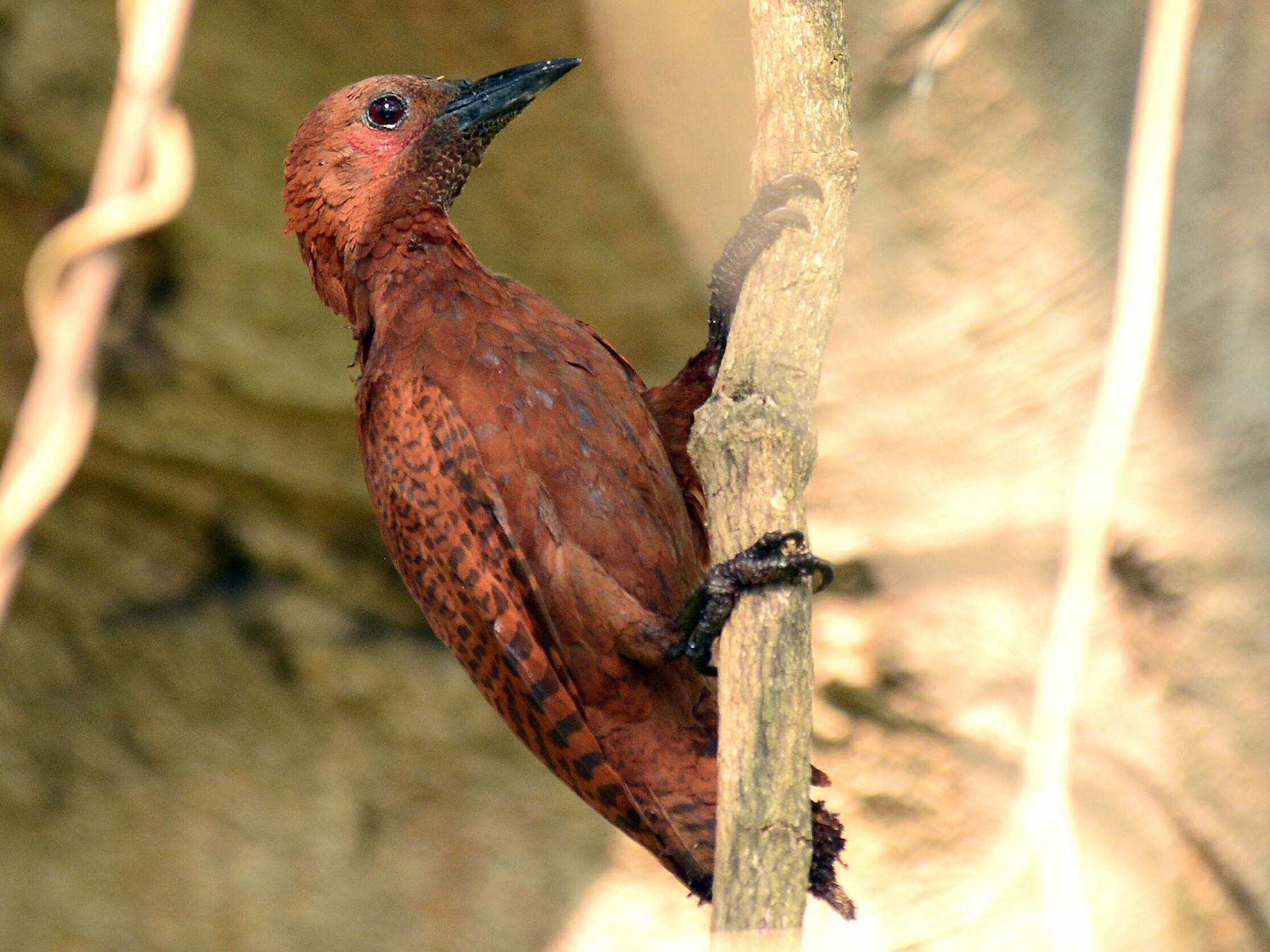 Rufous Woodpecker - Renuka Vijayaraghavan