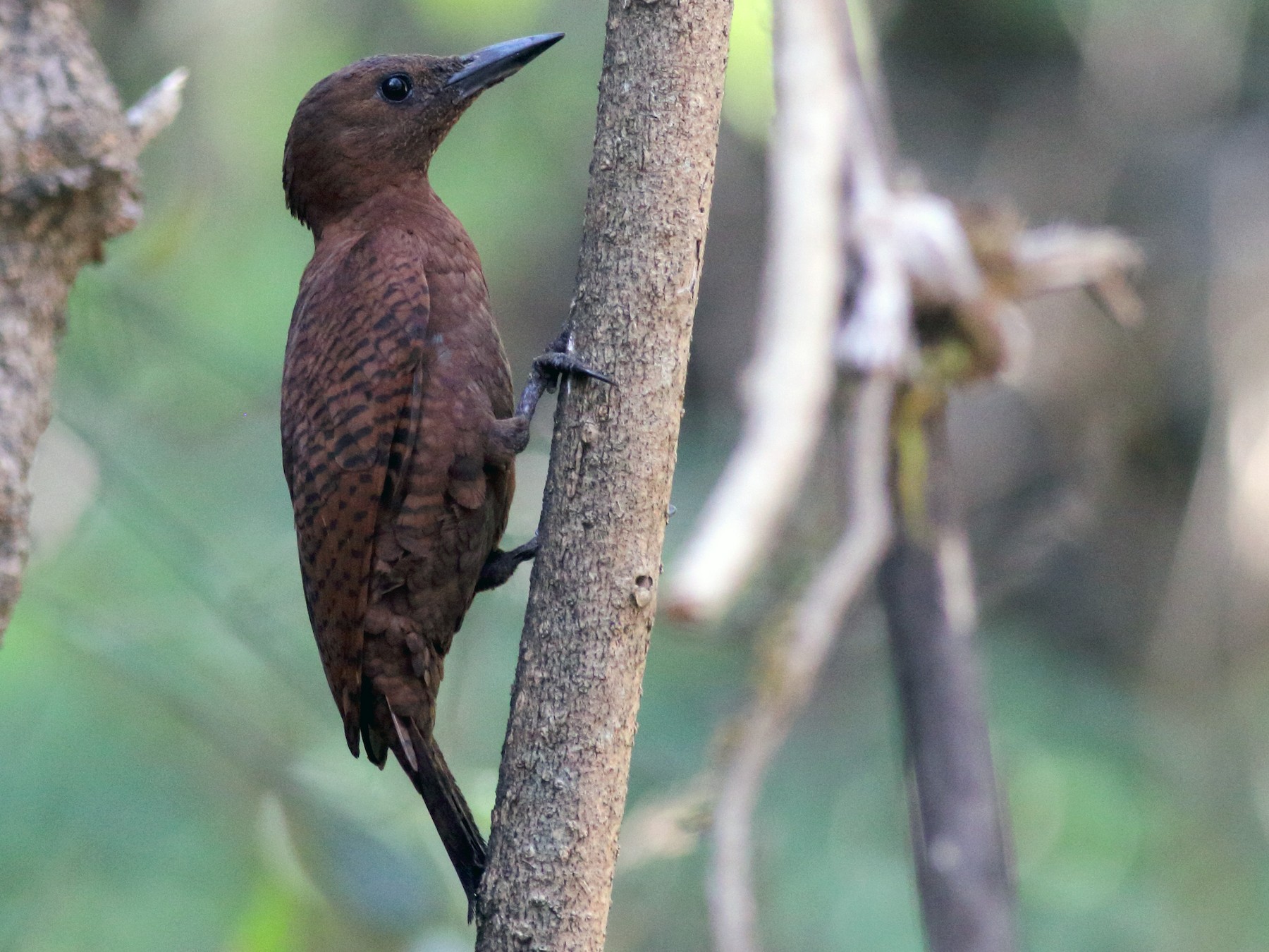 Rufous Woodpecker - Chinmay Rahane