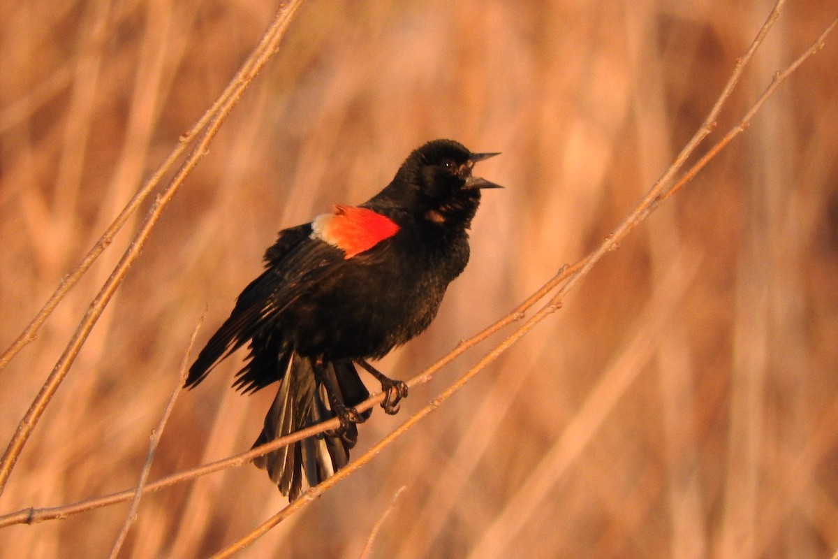 Red-winged Blackbird - Chelsea Mosteller