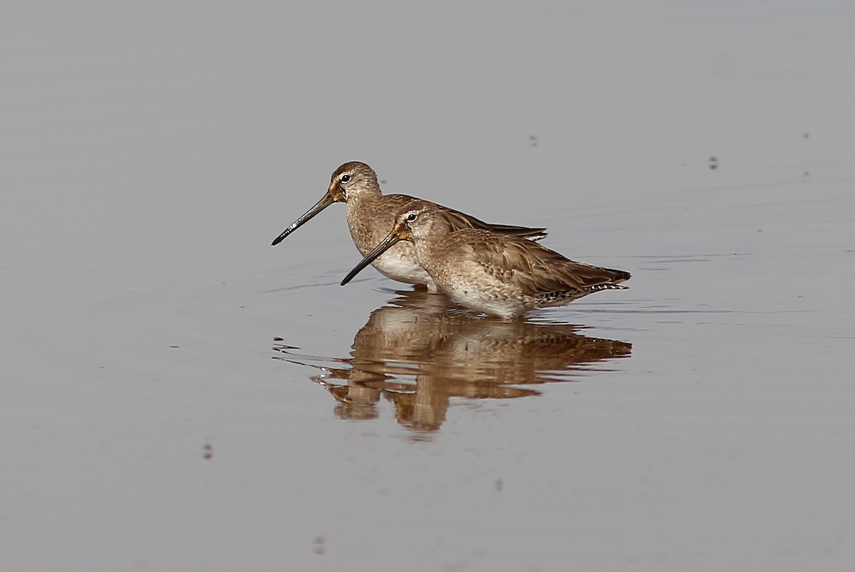 Long-billed Dowitcher - ML146618531