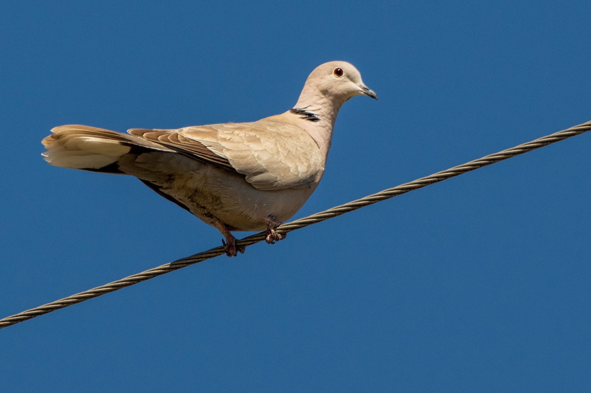 Eurasian Collared-Dove - Phil Kahler