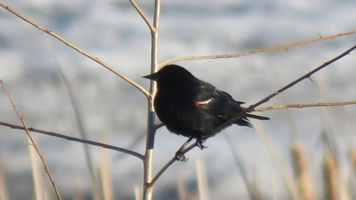 Red-winged Blackbird - Kathy Sidles