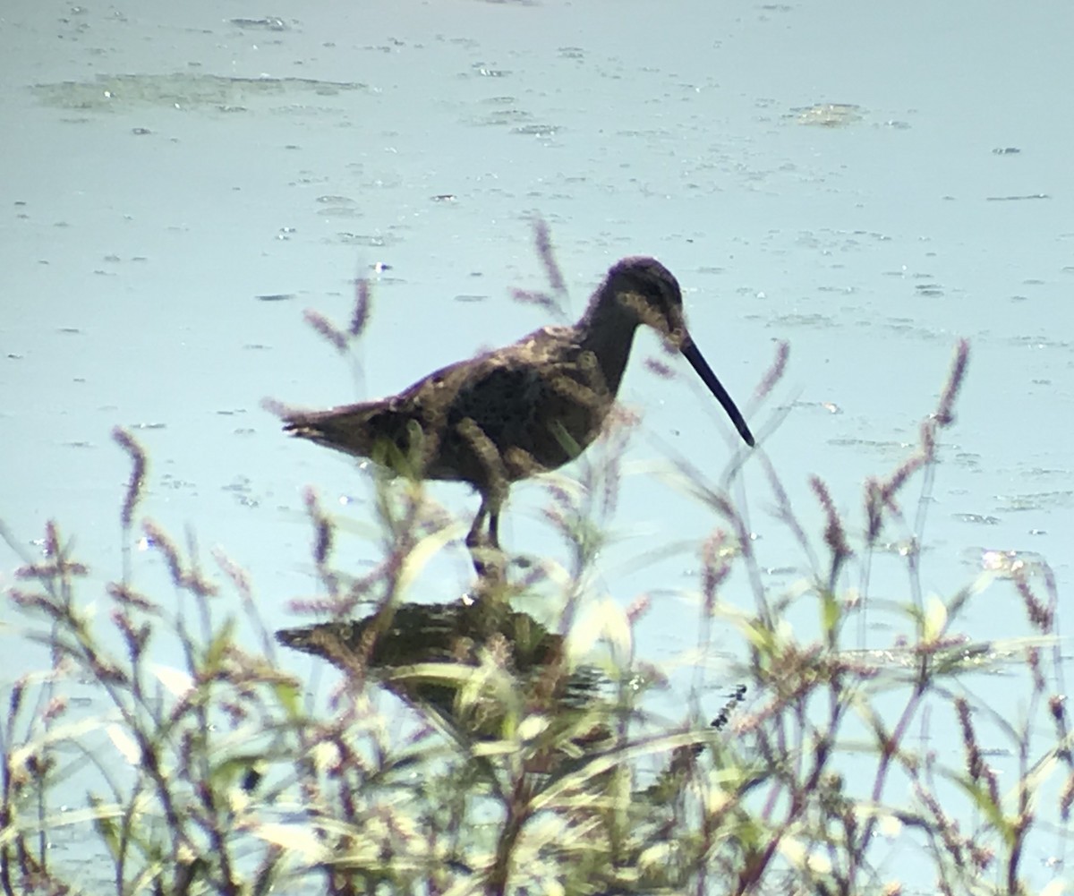 Long-billed Dowitcher - ML146621511