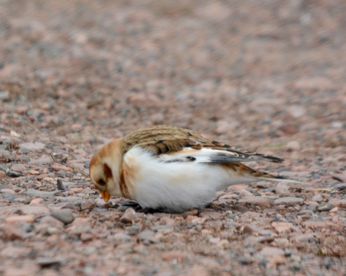 Snow Bunting - Larry Waddell