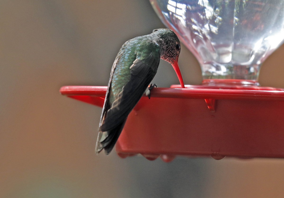 Buff-bellied Hummingbird - Tammy McQuade