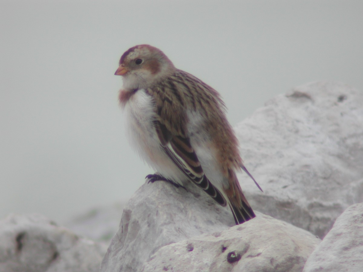 Snow Bunting - Dave Slager