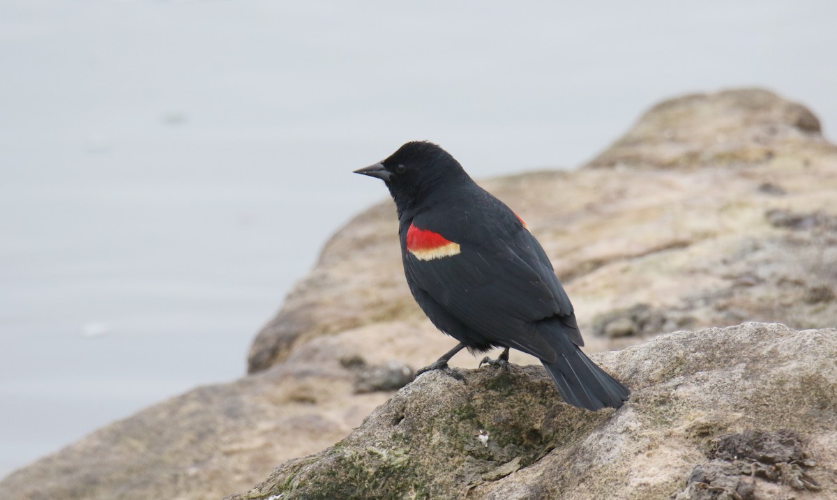 Red-winged Blackbird (Red-winged) - Paul Brooks