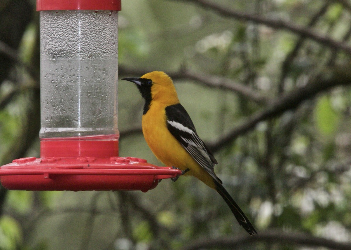 Hooded Oriole - Dave Bengston