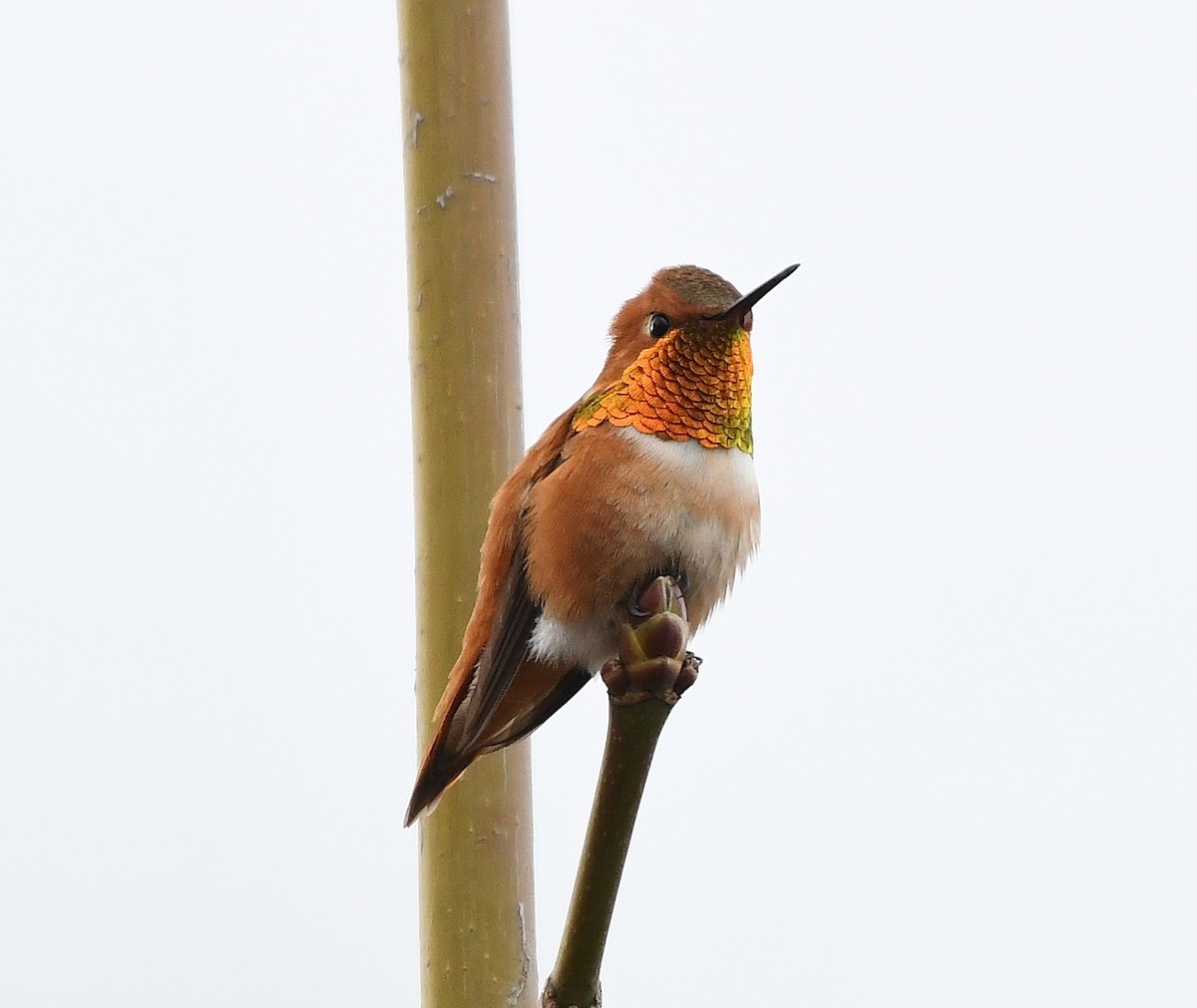 Rufous Hummingbird - ML146626451