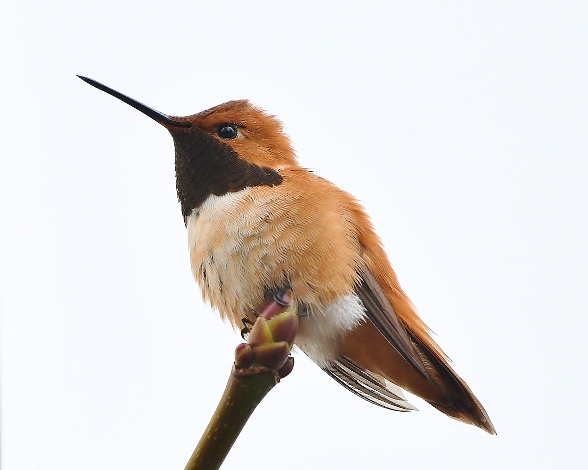 Rufous Hummingbird - ML146626461