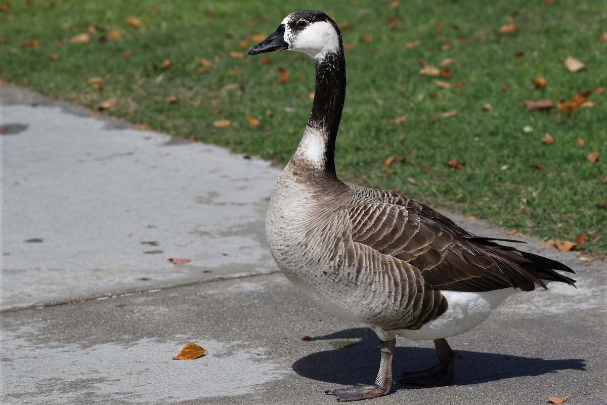 Graylag x Canada Goose (hybrid) - Alan Wells