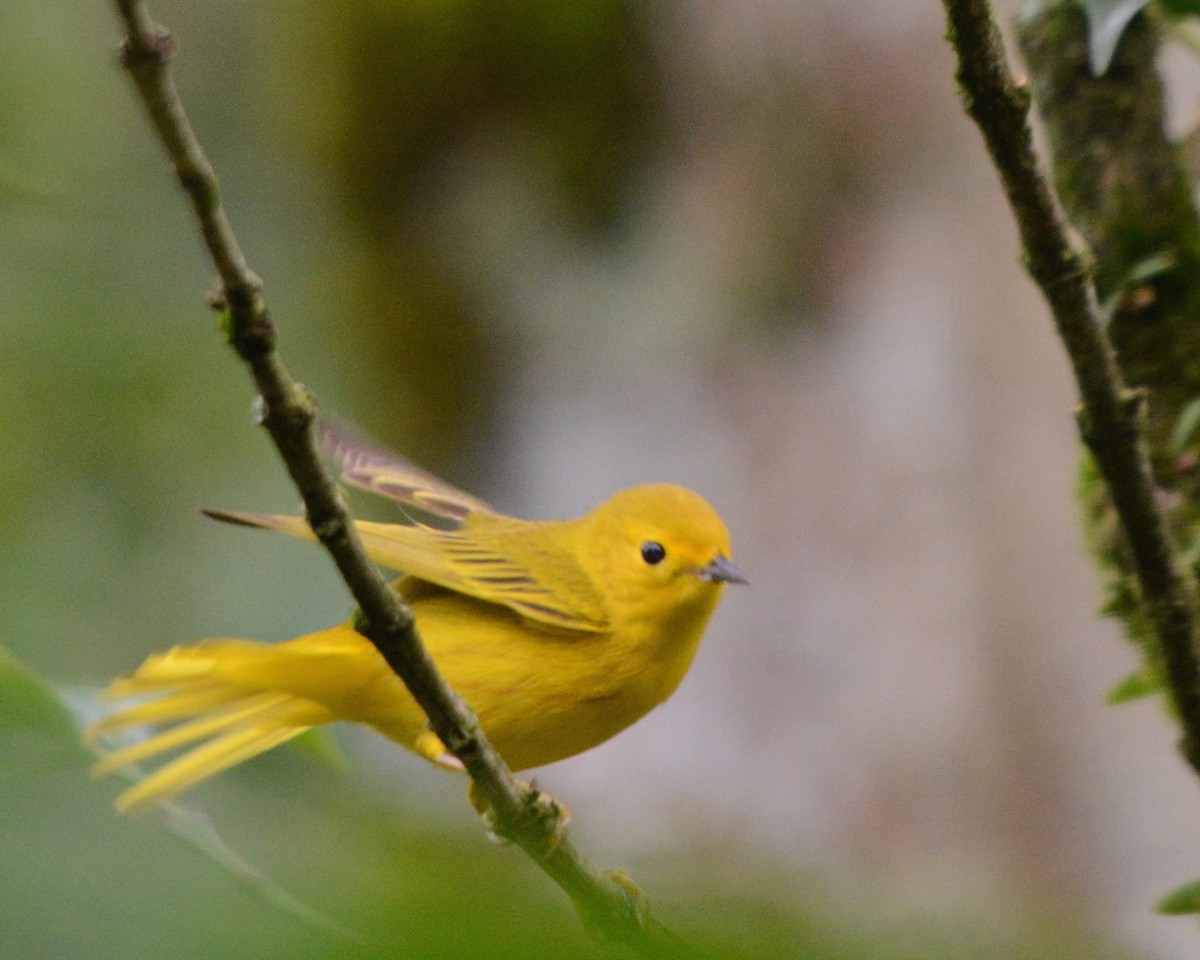 Yellow Warbler - Larry Waddell