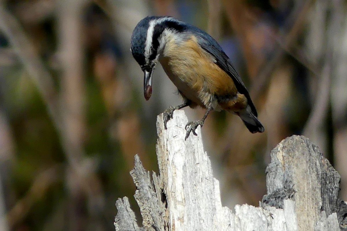 Red-breasted Nuthatch - ML146628731