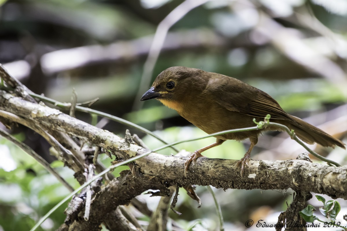 Red-throated Ant-Tanager - ML146629821