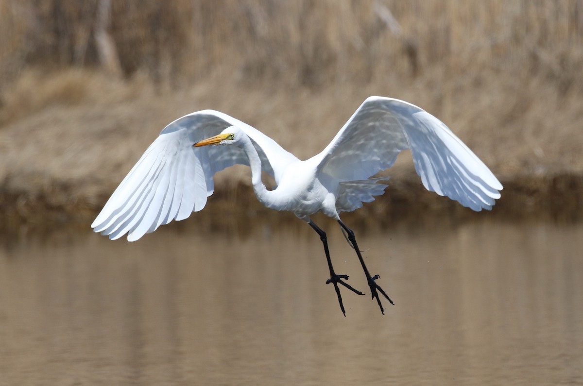 Great Egret - maggie peretto