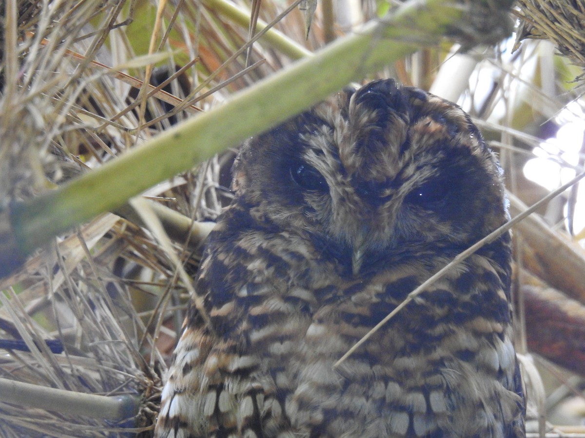 Rufous-banded Owl - ML146630311