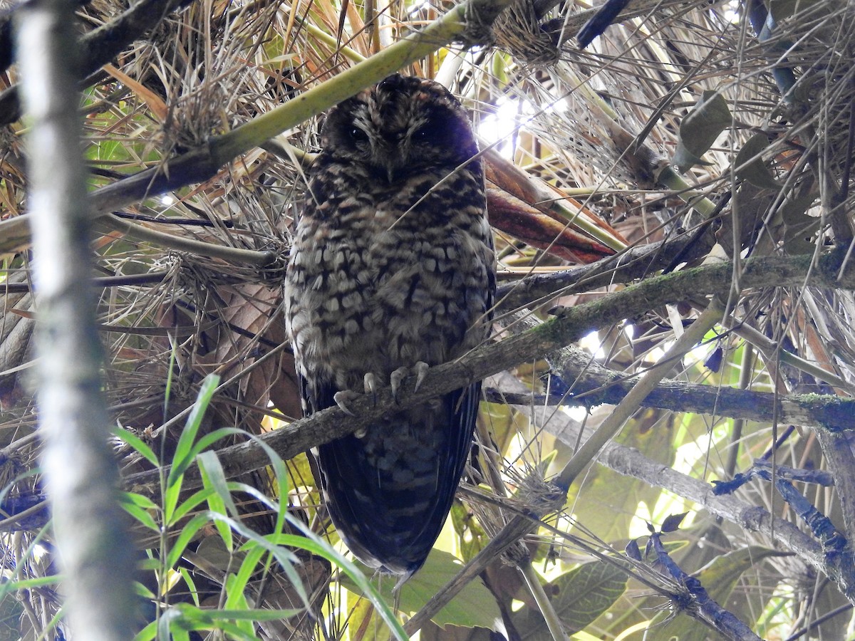 Rufous-banded Owl - Albeiro Erazo Farfán