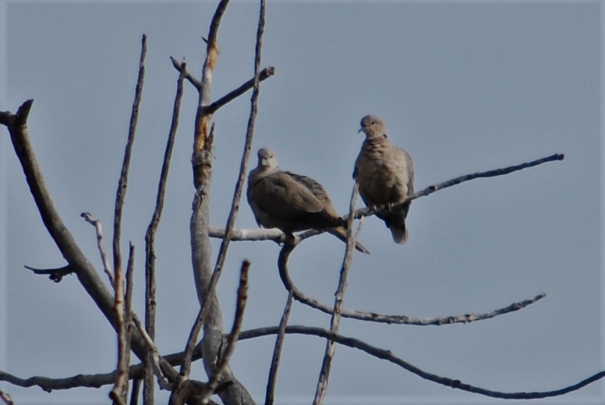 Eurasian Collared-Dove - Cinnamon Bergeron