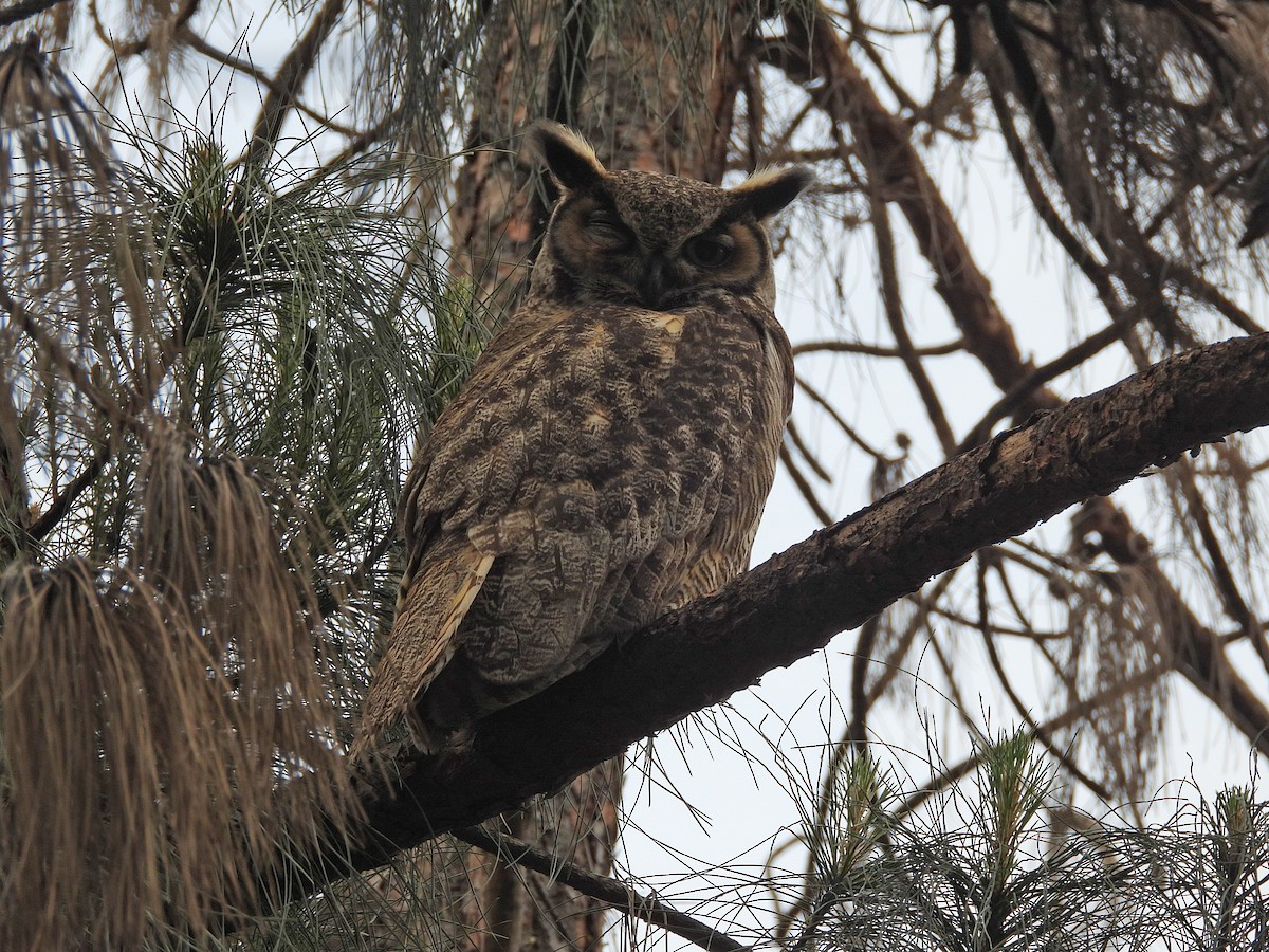 Great Horned Owl - Rod Higbie